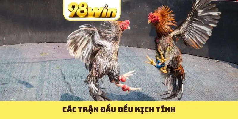 Các trận đấu đều kịch tính