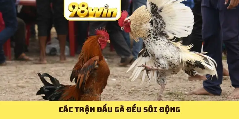 Các trận đấu gà đều sôi động