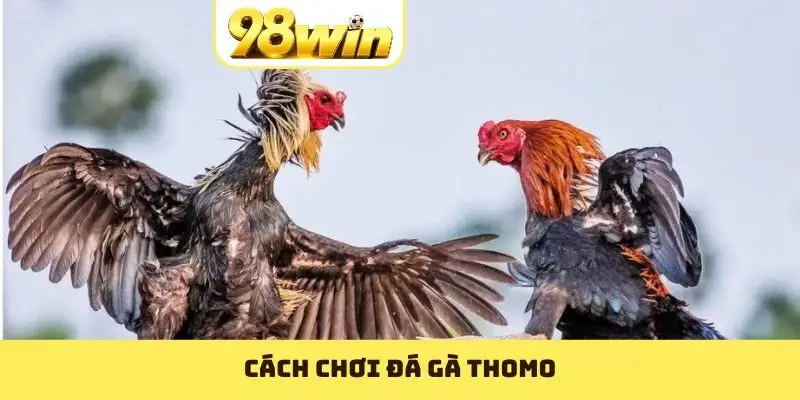 Đá Gà Thomo