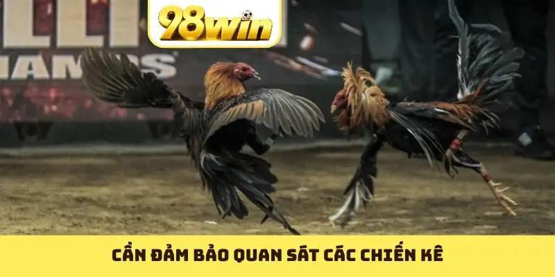 Cần đảm bảo quan sát các chiến kê