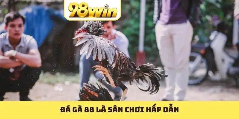 Đá gà 88 là sân chơi hấp dẫn