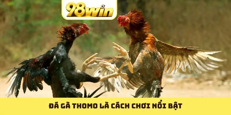 Đá gà Thomo là cách chơi nổi bật