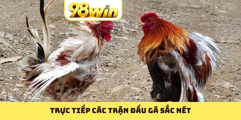 Trực tiếp các trận đấu gà sắc nét